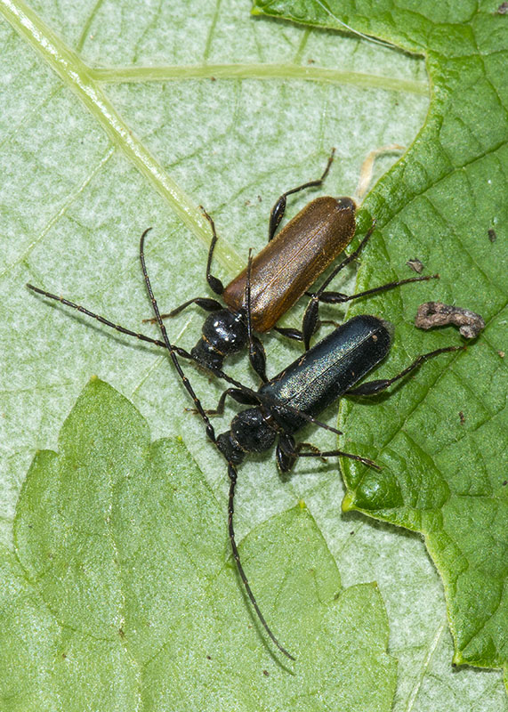 Cerambycidae: Phymatodes testaceus,  maschio e femmina